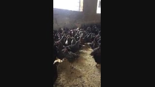 نیمچه بلک استار