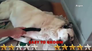 کنگال در برابر ماستیف تبتی