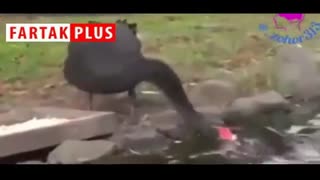 وقتی می‌گویند: روزی هر جنبنده‌ای با خداست