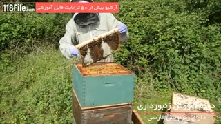 آموزش زنبورداری و پرورش زنبور عسل-www.118file.com