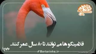 دانستنی ها - 8