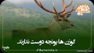 دانستنی ها - 10