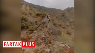 آواز کبک‌های کوهی در «دالاهو»