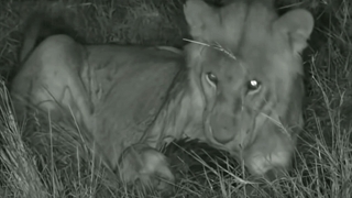 بازی کردن شیر ماده با پانگولین