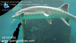 باغ وحش معروف مونترال