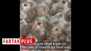 چندش‌آورترین نان‌هایی که یک نانوایی پخت می‌کند