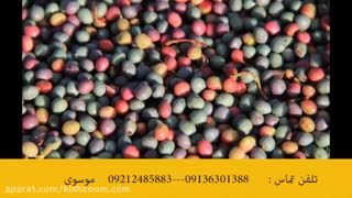 خرید و فروش بنه (پسته کوهی )