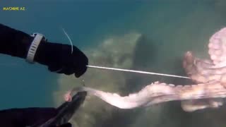 اختاپوس رو چطور شکار می کنند