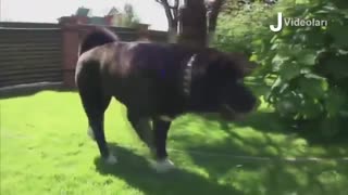 10 قویترین نژاد سگ آمریکایی!