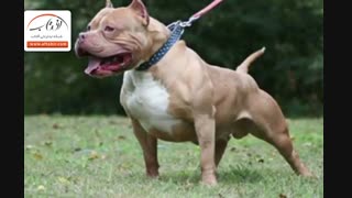 سگ‌ چران‌ها در شهر!