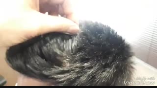 ترمیم موی الگانت /02188962259/پروتز مو