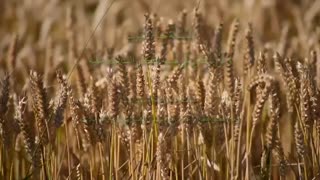 نهج البلاغه حکمت 6 تا 10