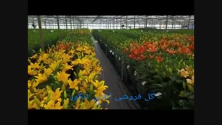 تا حالا گلخانه لیلیوم و اورینتال را دیده اید؟