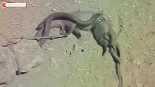 مار همیشه هم شکارچی نیست!