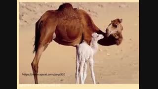 حکایت جنسی 4 دختر