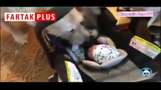 واکنش سگ‌ها به نوزاد تازه وارد خانواده