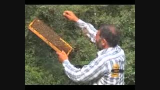 پرورش زنبور عسل