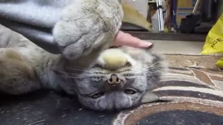 سیاهگوش کوهی به عنوان حیوان خانگی