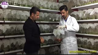 پرورش زالو ، آموزش پرورش زالو ، خرید زالو ، فروش زالو -بازدید از فارم زالو و تهیه گزارش