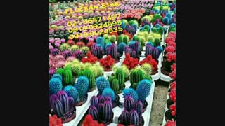 مخمل پاش//فلوک پاش