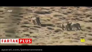 سه پلنگ ایرانی در سمنان