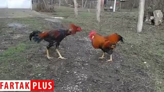 نبرد خروس لاری