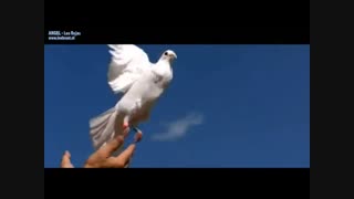 دکلمه رویا با صدای افسانه چهره نگار
