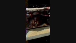 فروش جوجه مرغ بومی09131007689