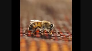 عسل طلایی کوهستان