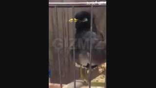 مرغ مینایی که نماز میخونه