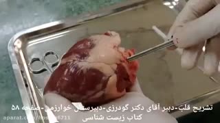 فیلم تشریح کامل قلب