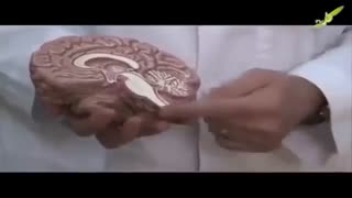 عملکرد لوب های مغز