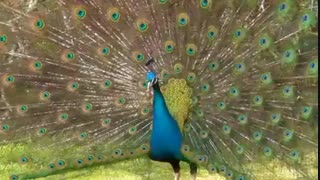 آواز طاووس که یک پرنده ای بسار زیباست