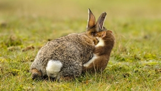 شکار خرگوش بزرگ توسط سمور