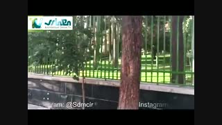 فرهنگسرای نیاوران- گزارش از مهندس آرمتی رحمانی عصب‌کشی