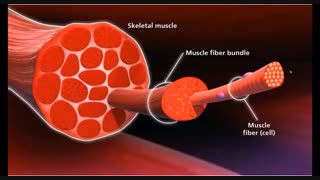 دستگاه حرکتی و ماهیچه زیست یازدهم