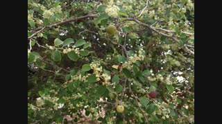 عسل درمانی