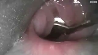 مراقب کودکان و باتری باشید