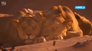 مستند سلاطین درحال نابودی با دوبله فارسی