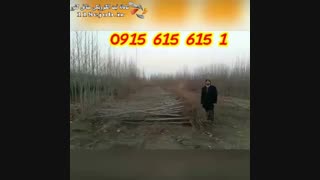 نهالستان و گلخانه سعید زمانیان گوارشکی در مشهد لیزر صورت