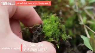 آموزش ساخت تراریوم(باغ شیشه ای) با مواد طبیعی