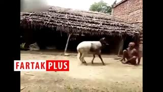 مبارزه عجیب پیرمرد هندو با یک گوسفند