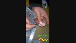 تشریح کامل قلب