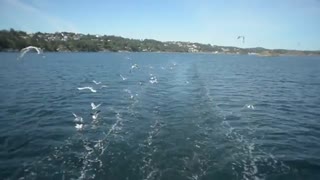 birdsfly