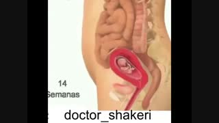 رشد جنین هفته به هفته !!