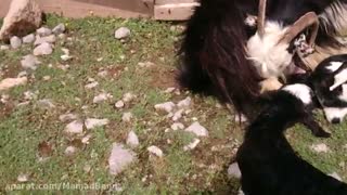 بز دو قلو زا