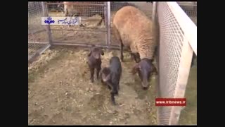 گوسفند چند قلوزا از نژاد افشاری