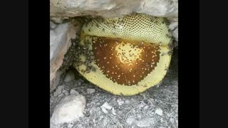 عسل ارگانیک