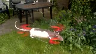 استفاده عجیب از بدن حیوانات برای ساخت پهپاد