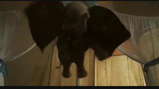 تریلر جدید فیلم Dumbo